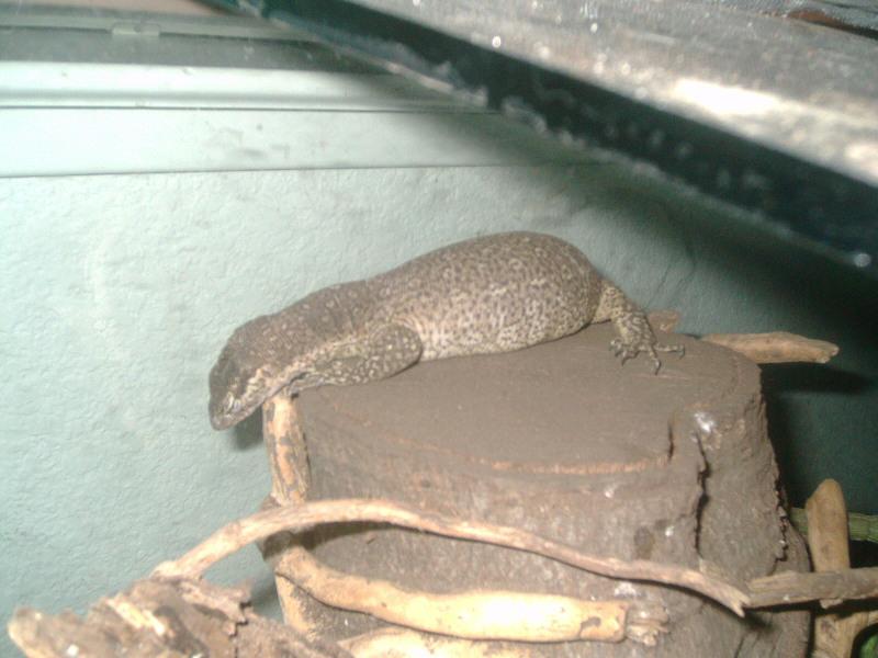 timor snoozing
