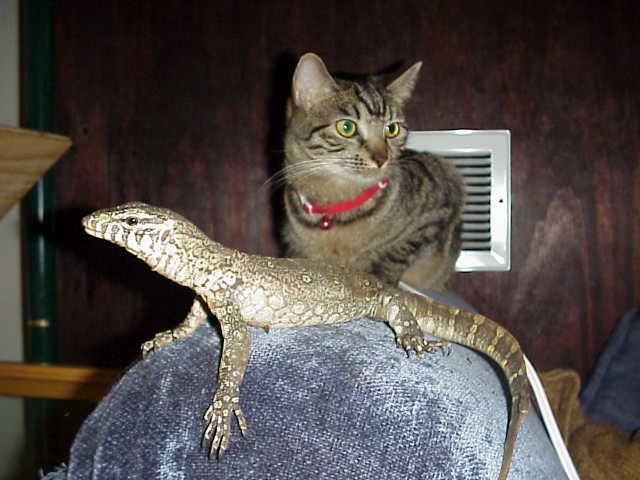 nile cat