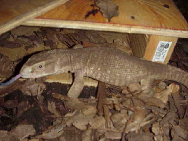 bosc monitor
