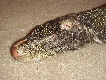 crocky