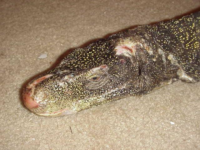 crocky