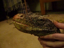 crocky 5