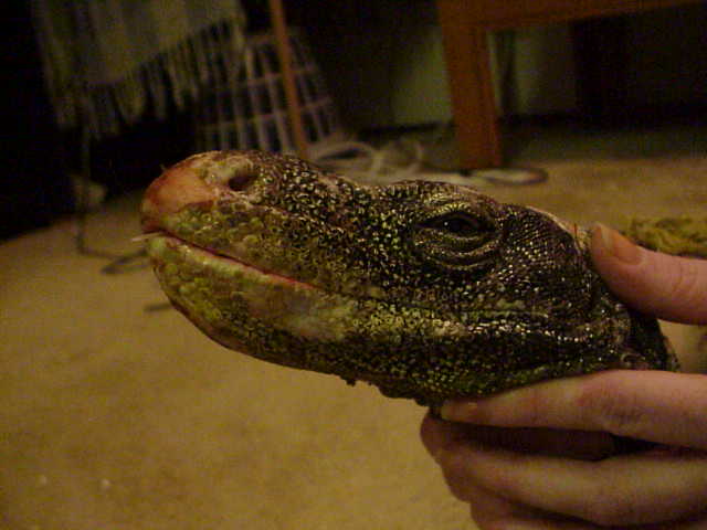 crocky 5