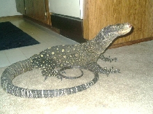 crocky