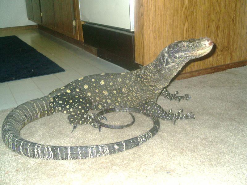 crocky