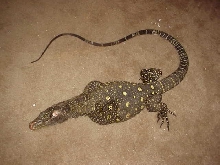 crocky body 2