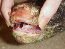 crocky mouth1