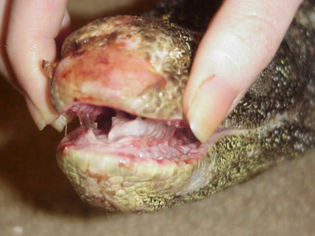crocky mouth1