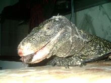 crocky