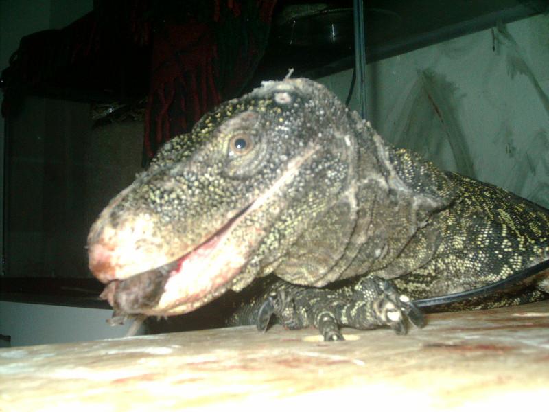 crocky