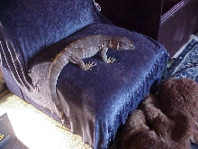 Hewey BT