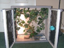 Crested gecko cage