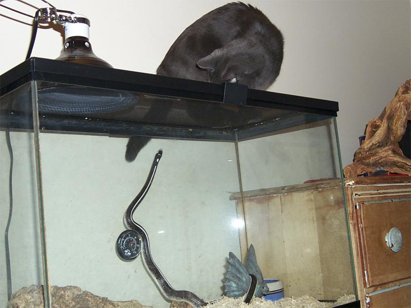 You come here often?