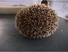BrilloBall