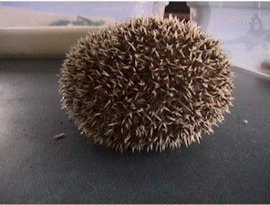 BrilloBall