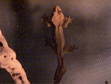 TanNipTailFemale