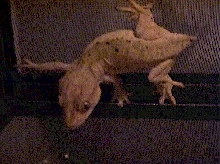 YellowDalFemale