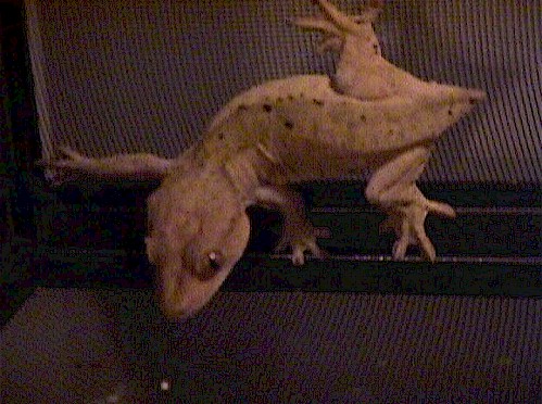 YellowDalFemale
