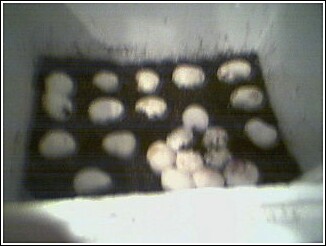 Eggs2