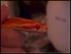 Mr. Jingles
