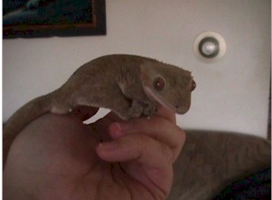 Rodan