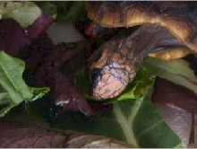 WaldoEat