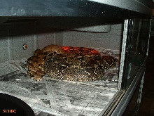 BREEDING TRIAL #3 2005 ~ 2006 SEASON