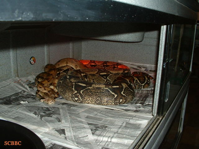 BREEDING TRIAL #3 2005 ~ 2006 SEASON