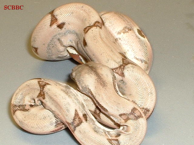 "Andromeda06.1"