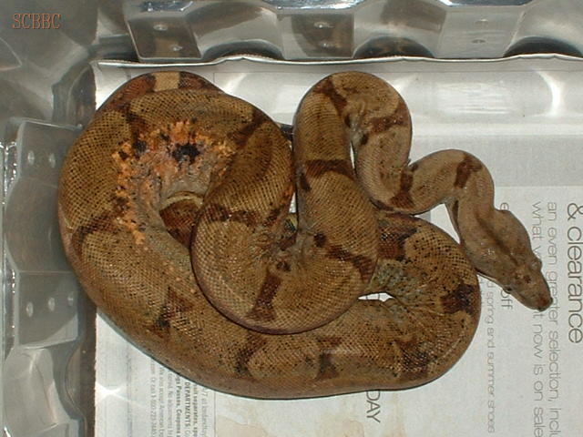 "Andromeda06.2"