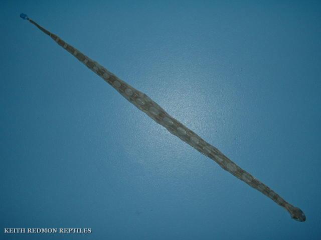 "Aphrodite04.1" (SHED ONLY)
