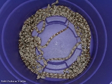 "Aphrodites' Litter"