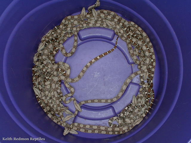"Aphrodites' Litter"
