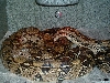 BREEDING TRIAL #1