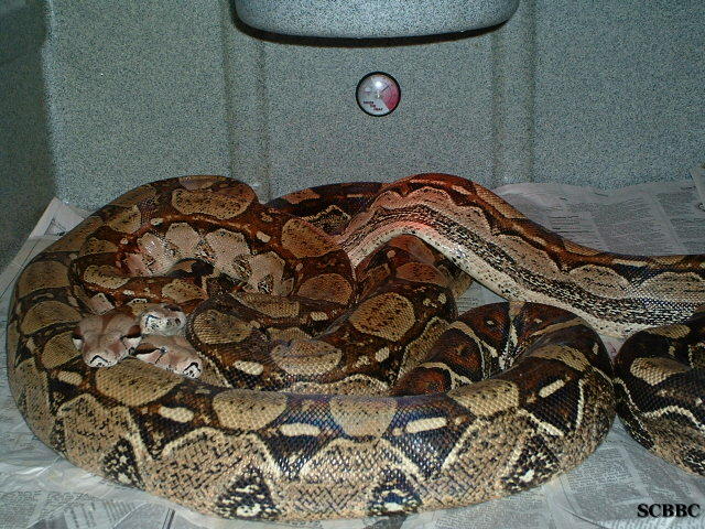 BREEDING TRIAL #1