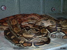 BREEDING TRIAL #1