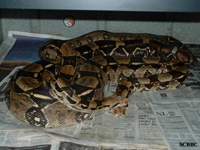 BREEDING TRIAL #3