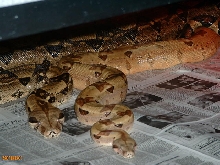 BREEDING TRIAL #6