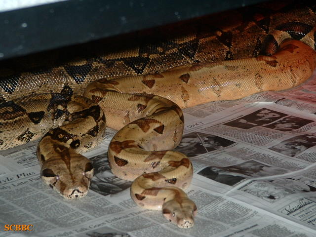 BREEDING TRIAL #6