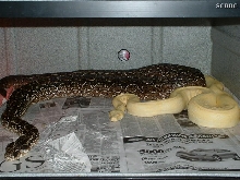 BREEDING TRIAL  #7