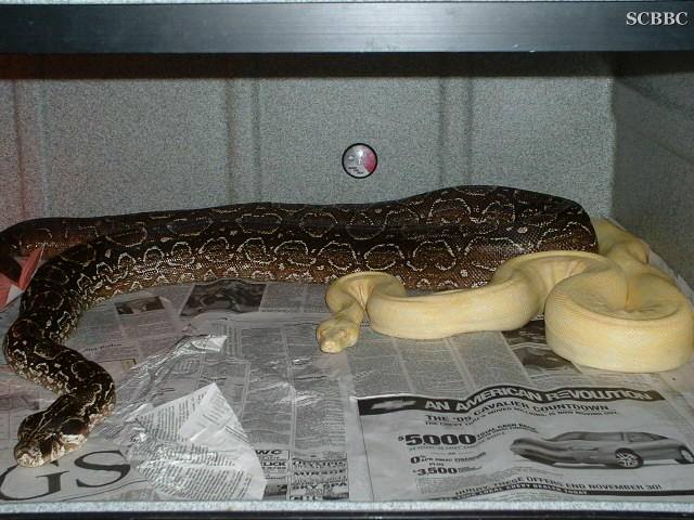 BREEDING TRIAL  #7
