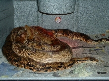 BREEDING TRIAL #8 2005 ~ 2006 SEASON