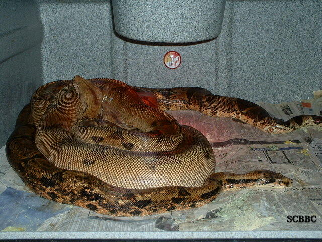 BREEDING TRIAL #8 2005 ~ 2006 SEASON