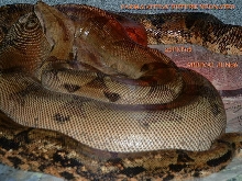 BREEDING TRIAL #8 2005 ~ 2006 SEASON