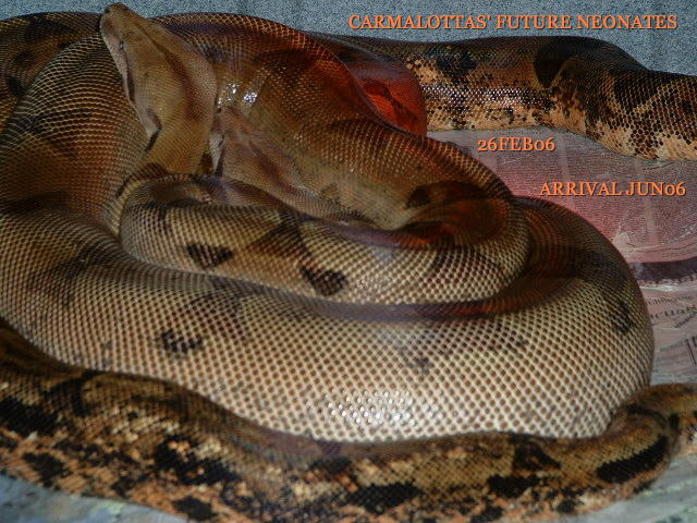 BREEDING TRIAL #8 2005 ~ 2006 SEASON