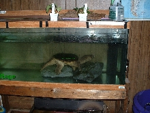 Common Snapper  "Rage"