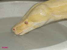 "Kareem Akbar" 1st DRINK IN 2005