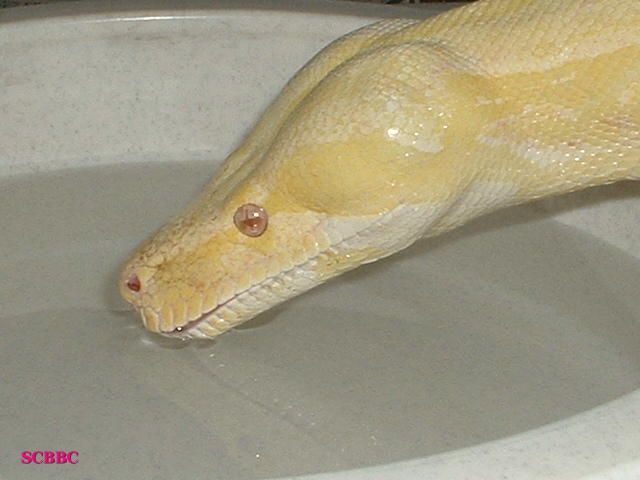 "Kareem Akbar" 1st DRINK IN 2005