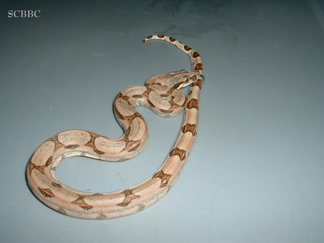 "Kraken06.1"