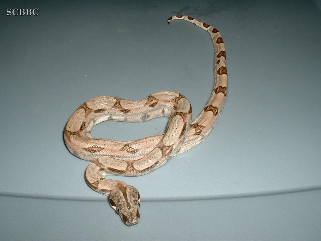 "Kraken06.1"